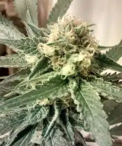 Strawberry Fields Autoflowering Feminized Marijuana Seeds | The Seed Fair