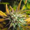 CBD Stress Killer Feminized Marijuana Seeds | CBD Stress Killer | The Seed Fair