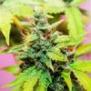 Sweet Baby Jane Autoflowering Feminized Marijuana Seeds | The Seed Fair