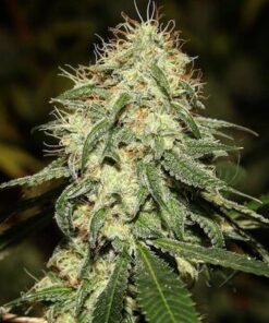 Tembo Kush Autoflowering Feminized Marijuana Seeds | The Seed Fair