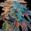 CBD Terra Italia Feminized Cannabis Seeds | CBD Terra Strain | The Seed Fair