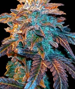 CBD Terra Italia Feminized Cannabis Seeds | CBD Terra Strain | The Seed Fair