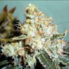 THC Bomb Autoflowering Marijuana Seeds | THC Bomb Strain | The Seed Fair