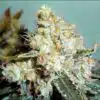 THC Bomb Autoflowering Marijuana Seeds | THC Bomb Strain | The Seed Fair