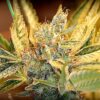 The Sister Autoflowering Feminized Marijuana Seeds | The Seed Fair