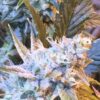 Thin Mint GSC AutoFlowering Marijuana Seeds | Thin Mint Strain | The Seed Fair