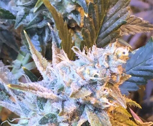 Thin Mint GSC AutoFlowering Marijuana Seeds | Thin Mint Strain | The Seed Fair
