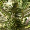 Tigermelon Autoflowering Feminized Marijuana Seeds | The Seed Fair