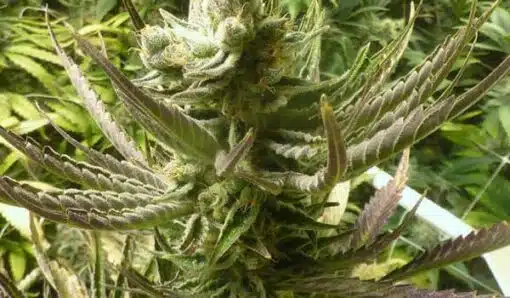 Tigermelon Autoflowering Feminized Marijuana Seeds | The Seed Fair