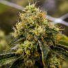 Triangle Kush AutoFlowering Marijuana Seeds | The Seed Fair