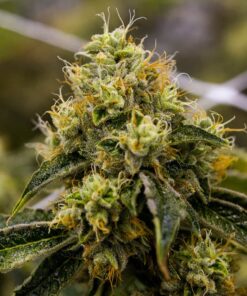 Triangle Kush AutoFlowering Marijuana Seeds | The Seed Fair