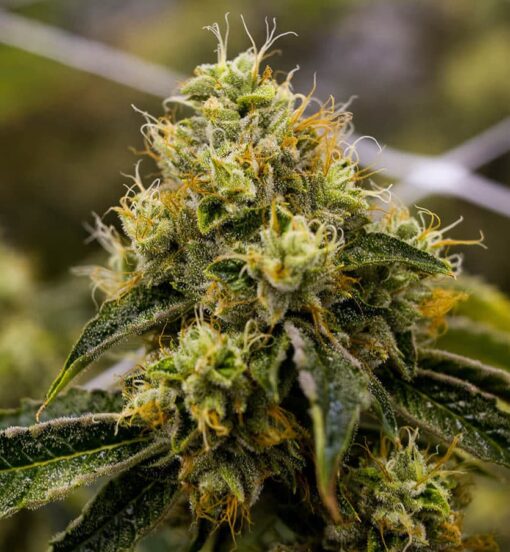 Triangle Kush AutoFlowering Marijuana Seeds | The Seed Fair
