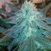 Triple Cheese Autoflowering Feminized Marijuana Seeds | The Seed Fair