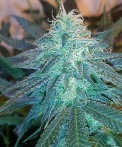 Triple Cheese Autoflowering Feminized Marijuana Seeds | The Seed Fair