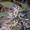 Tuna Kush AutoFlowering Marijuana Seeds | Tuna Kush Strain | The Seed Fair