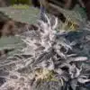 Tuna Kush AutoFloring Marijuana Seeds | Tuna Kush Strain | The Seed Fair