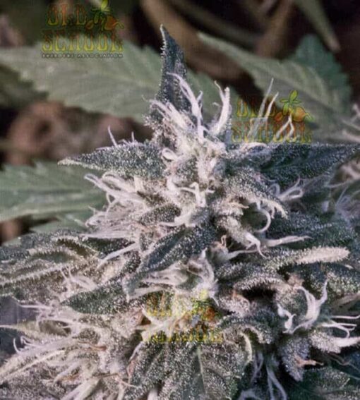 Tuna Kush AutoFlowering Marijuana Seeds | Tuna Kush Strain | The Seed Fair