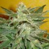 Venus OG Autoflowering Feminized Marijuana Seeds | The Seed Fair