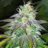 Violator Kush AutoFlowering Marijuana Seeds | Violator Kush Strain | The Seed Fair