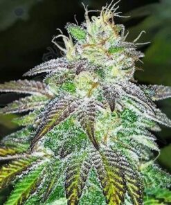 Violator Kush AutoFlowering Marijuana Seeds | Violator Kush Strain | The Seed Fair