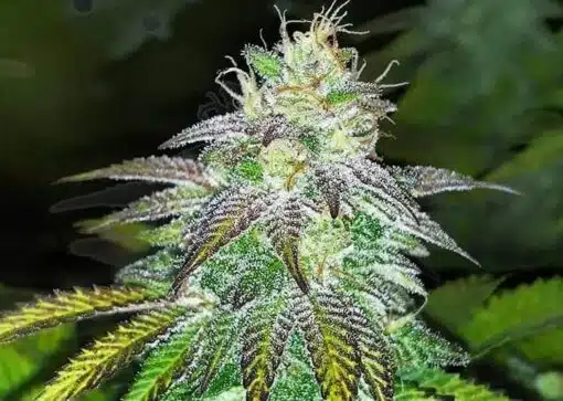 Violator Kush AutoFlowering Marijuana Seeds | Violator Kush Strain | The Seed Fair