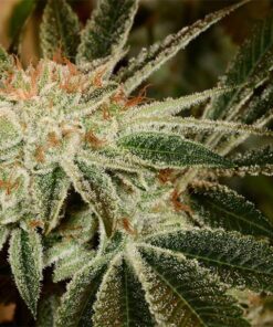 White Fire 43 Autoflowering Marijuana Seeds | White Fire Strain | The Seed Fair