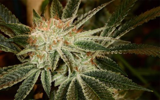 White Fire 43 Autoflowering Marijuana Seeds | White Fire Strain | The Seed Fair