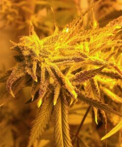 White Lightning AutoFlowering Feminized Marijuana Seeds | The Seed Fair