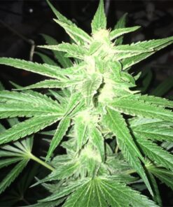 White Nightmare AutoFlowering Feminized Marijuana Seeds | The Seed Fair