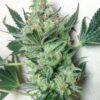 Willy’s Wonder AutoFlowering Marijuana Seeds | The Seed Fair