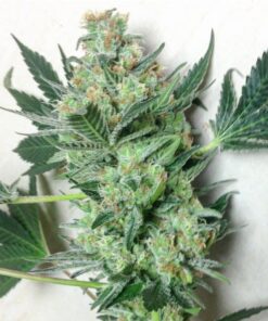 Willy’s Wonder AutoFlowering Marijuana Seeds | The Seed Fair