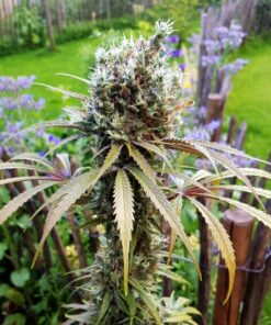 AMG - Amnesia Mac Ganja Feminized Cannabis Seeds | The Seed Fair