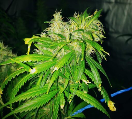 Botafumeiros Feminized Cannabis Seeds | The Seed Fair