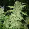 Brazil Amazonia Feminized Cannabis Seeds | Brazil Amazonia | The Seed Fair