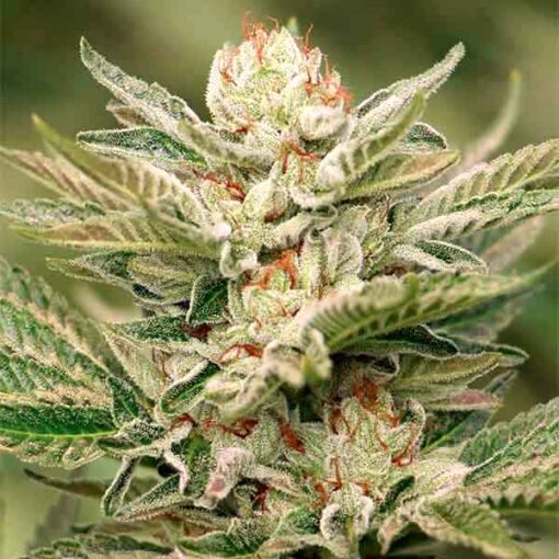 Chrystal Feminized Cannabis Seeds | Chrystal Feminized Strain | The Seed Fair