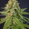 Chupacabra Autoflowering Feminized Marijuana Seeds | Chupacabra | The Seed Fair