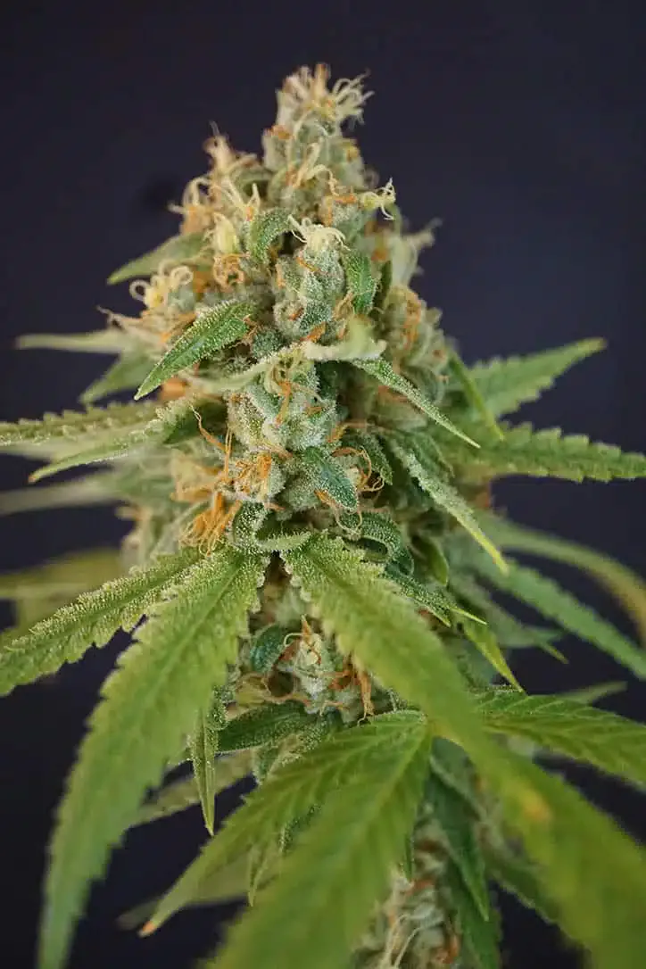 Chupacabra Autoflowering Feminized Marijuana Seeds | Chupacabra | The Seed Fair | The Seed Fair Chupacabra Autoflowering Feminized Marijuana Seeds | Chupacabra | The Seed Fair
