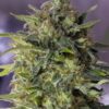 Damnesia Autoflowering Feminized Marijuana Seeds | Damnesia | The Seed Fair