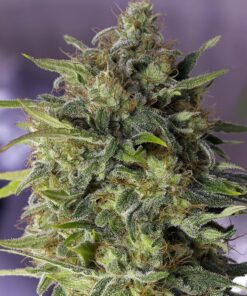 Damnesia Autoflowering Feminized Marijuana Seeds | Damnesia | The Seed Fair