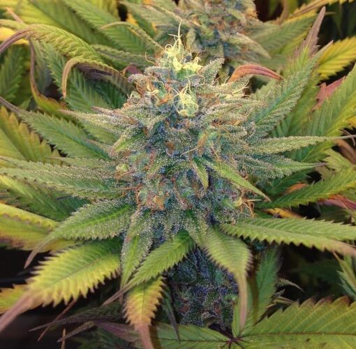 Dedoverde Haze Feminized Cannabis Seeds | Dedoverde Haze | The Seed Fair