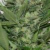 Dieseltonic Feminized Cannabis Seeds | Dieseltonic Strain | The Seed Fair