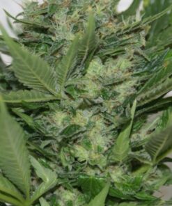 Dieseltonic Feminized Cannabis Seeds | Dieseltonic Strain | The Seed Fair
