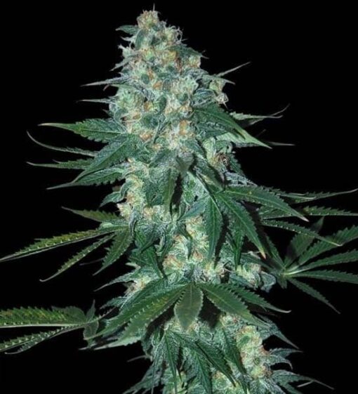 El Alquimista Feminized Cannabis Seeds | EI AIquimista Strain | The Seed Fair