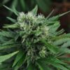 U2 Kush Autoflowering Marijuana Seeds | U2 Kush Strain | The Seed Fair