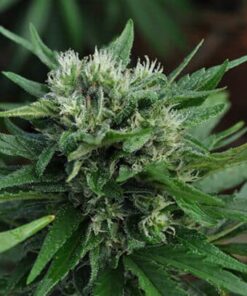 U2 Kush Autoflowering Marijuana Seeds | U2 Kush Strain | The Seed Fair