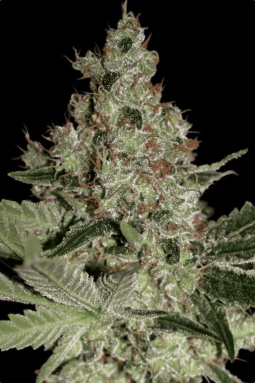 Acid Feminized Cannabis Seeds | Acid Feminized Strain | The Seed Fair