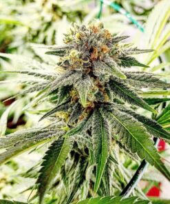 Afghan Hash Plant Feminized Cannabis Seeds | The Seed Fair