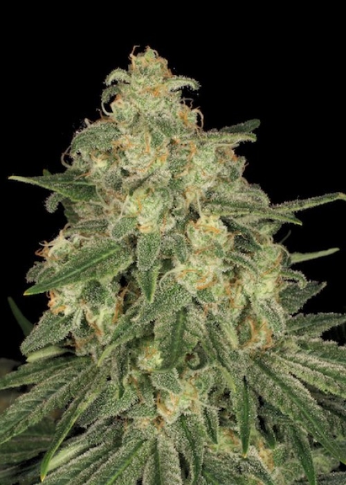 ALLKUSH Formerly Sheherazade Feminized Cannabis Seeds | The Seed Fair