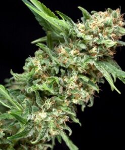 Alpujarrena Feminized Cannabis Seeds | Alpujarrena Strain | The Seed Fair