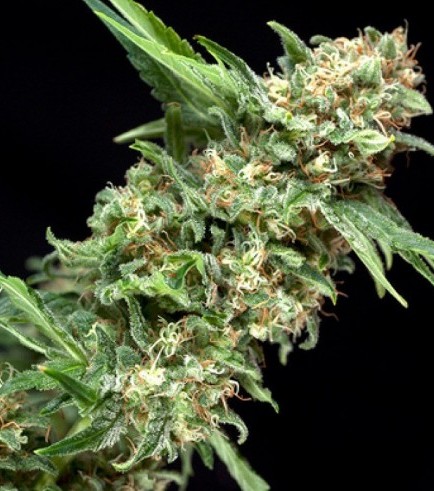 Alpujarrena Feminized Cannabis Seeds | Alpujarrena Strain | The Seed Fair